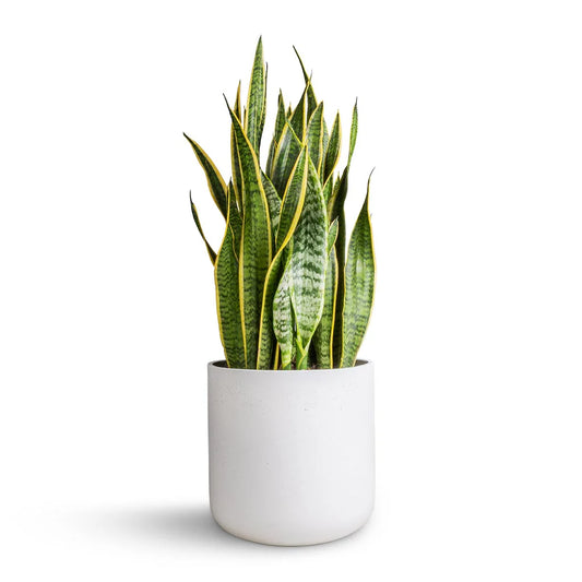 Sansevieria trifasciata (جلد الثعبان)