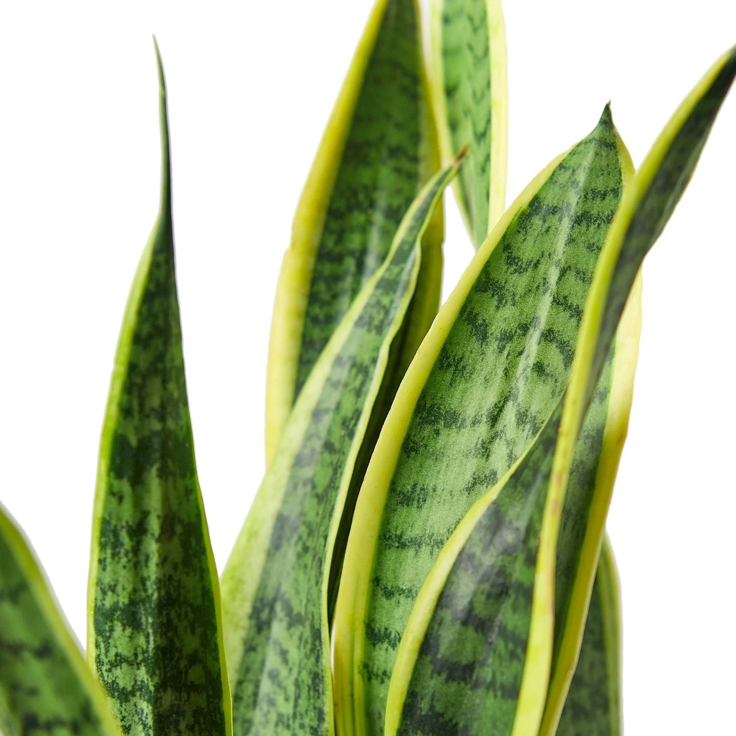 Snake Plant (جلد الثعبان)