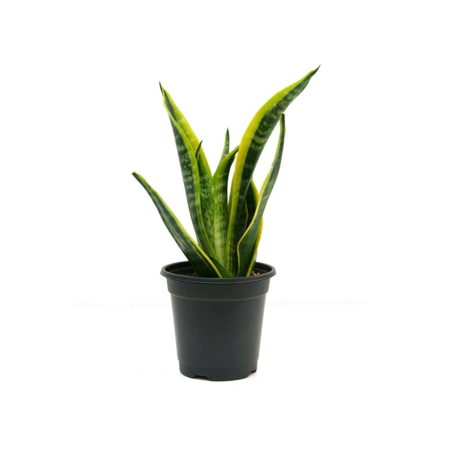 Snake Plant (جلد الثعبان)