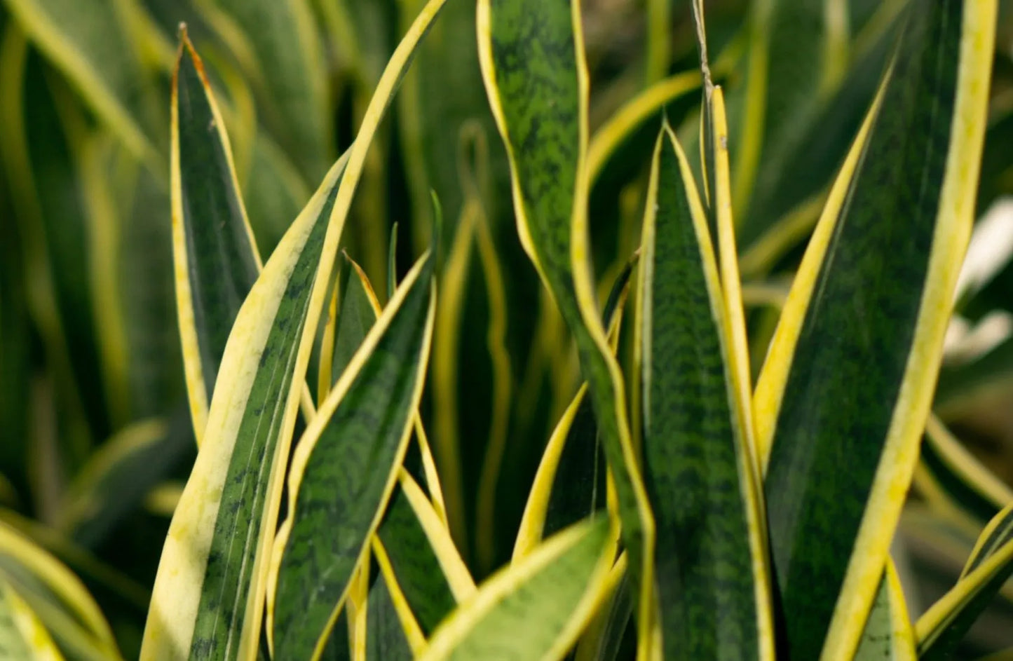 Snake Plant (جلد الثعبان)