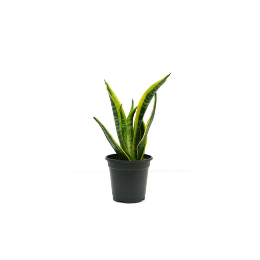 Sansevieria (جلد النمر)