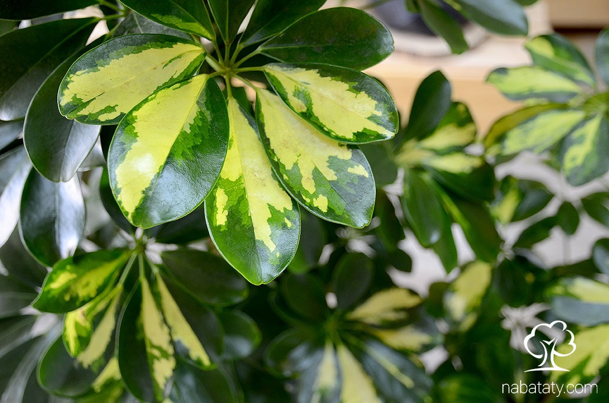 schefflera (شفليرا)