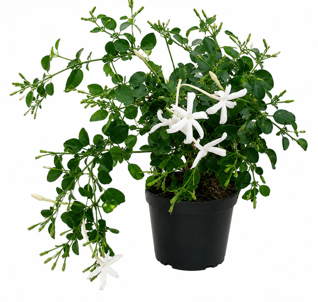 Jasminum azoricum ياسمين إسطنبولي
