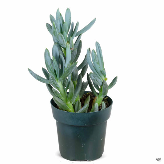 Senecio serpens (صبار سينسيو)