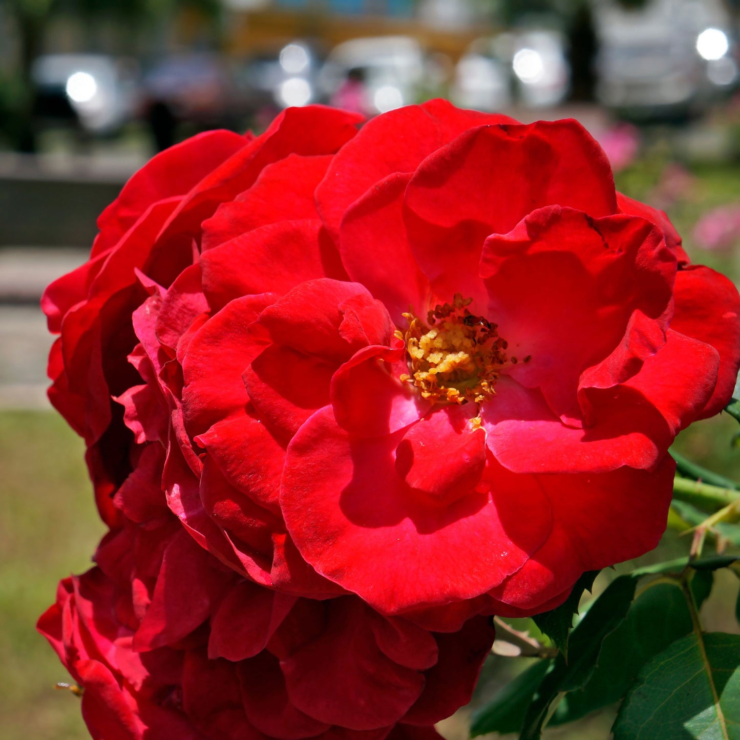 Polyantha Rose (بيبي روز)