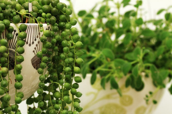 String-of-pearls Plant (صبار مسبحة) - Shatla Sky