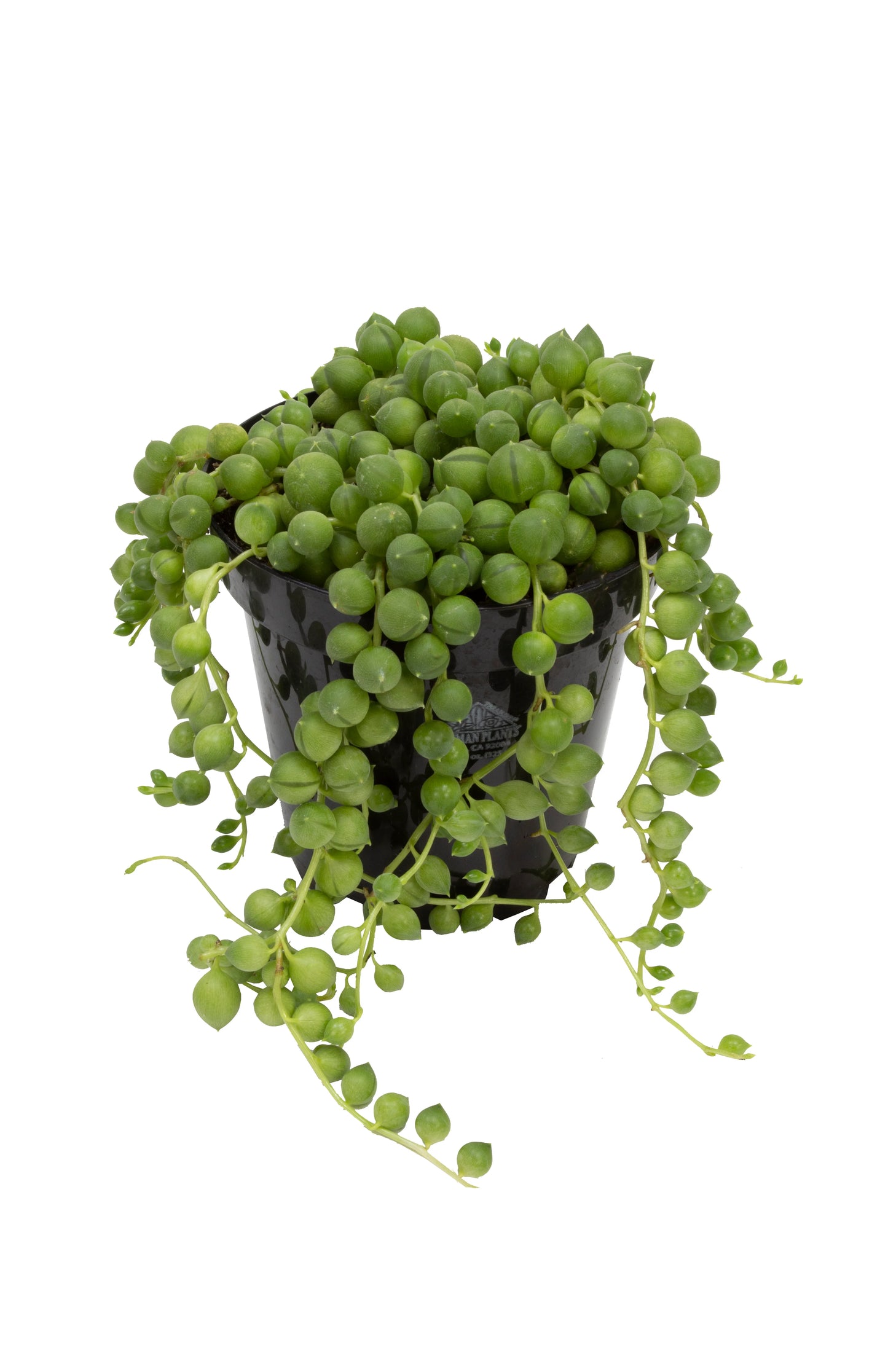 String-of-pearls Plant (صبار مسبحة) - Shatla Sky