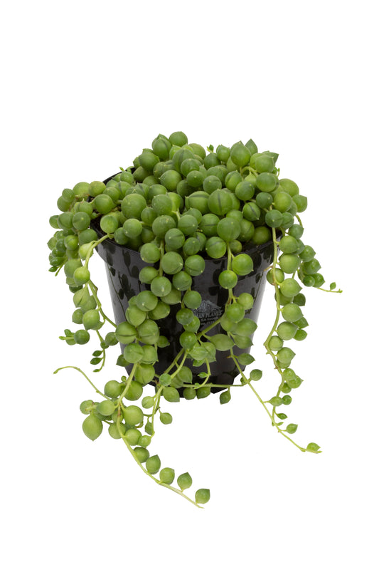 String-of-pearls Plant (صبار مسبحة)