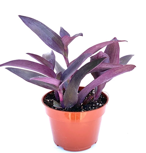 Tradescantia (Oyster Plant) (مكحلة)