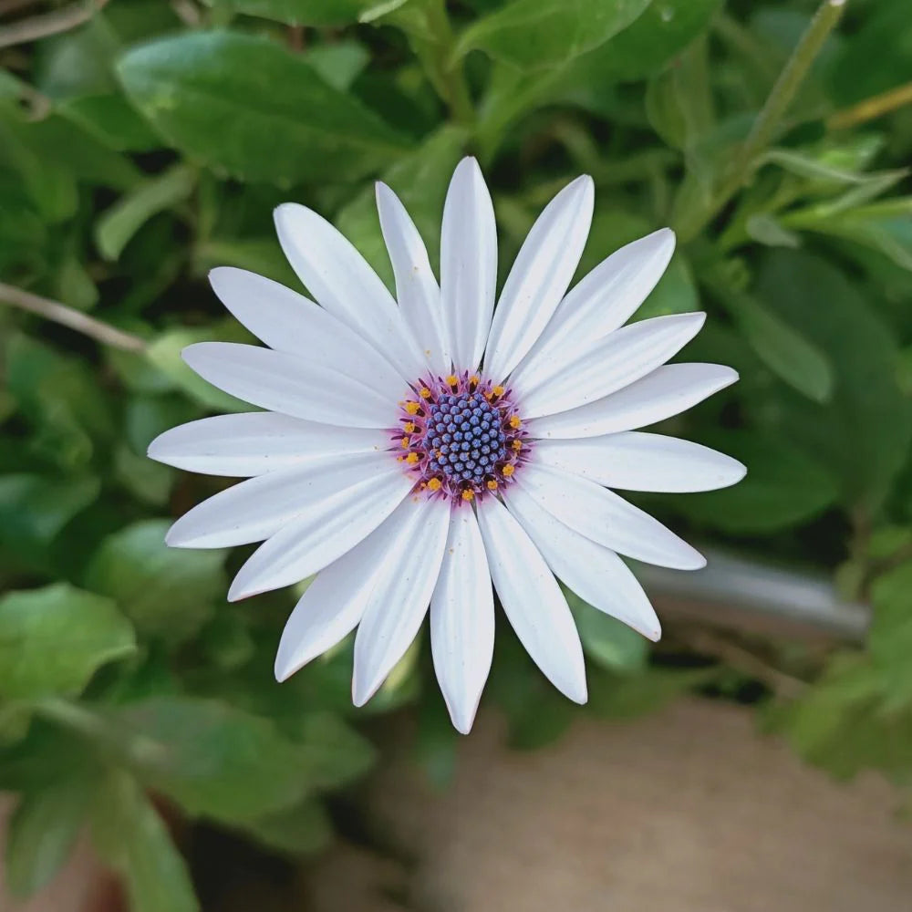 Dimorphotheca (ديمورفوتيكا)