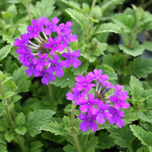verbena فربينيا
