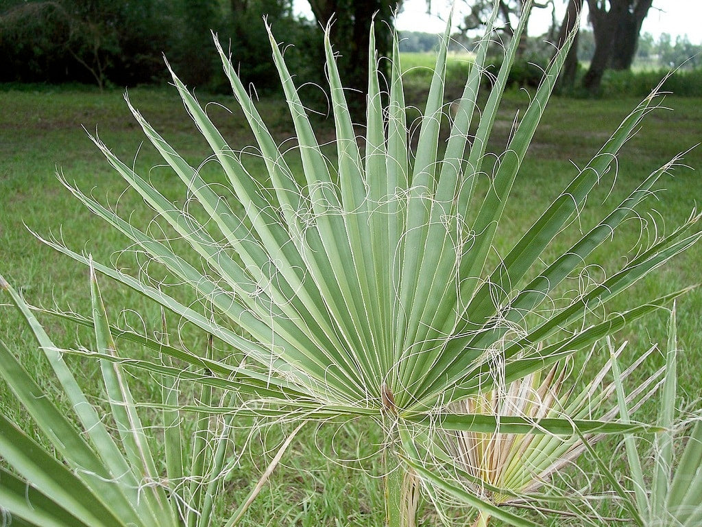 Washingtonia Filifera (نخيل واشنطونيا)