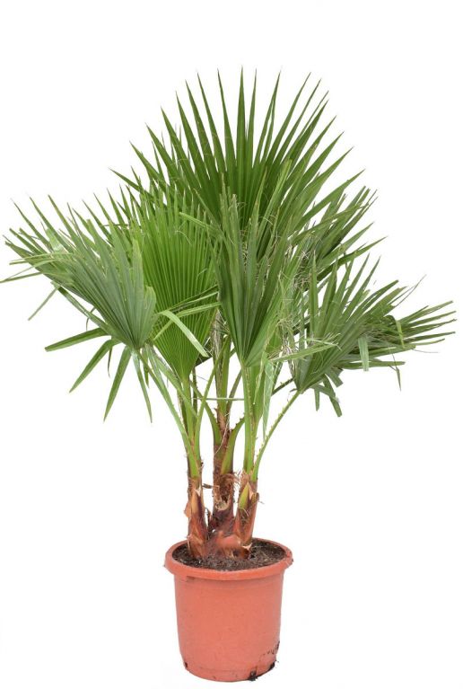 Washingtonia Filifera (نخيل واشنطونيا)