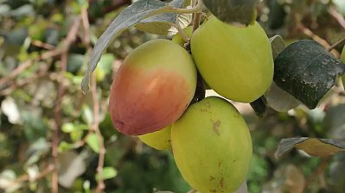 Christ's thorn jujube (سدر)