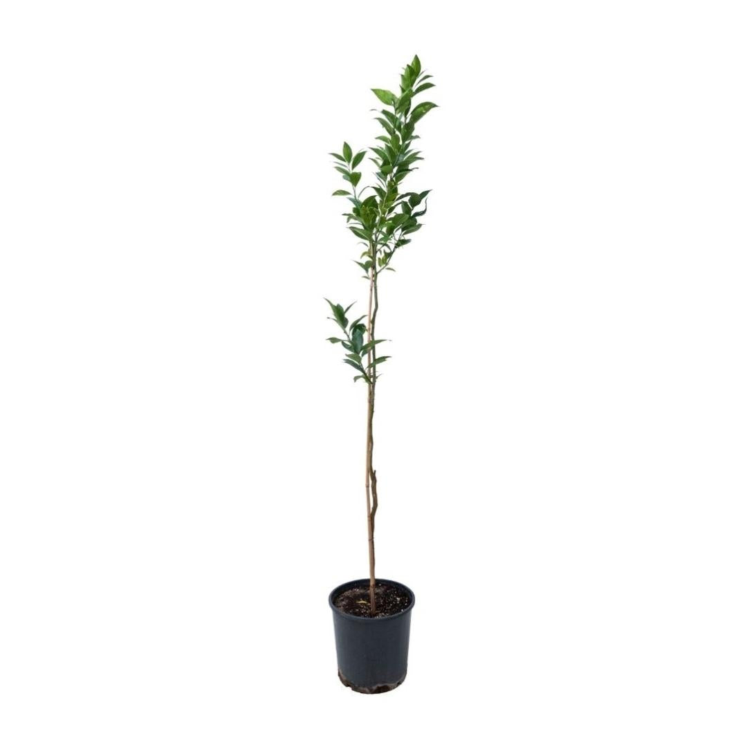 Finger Lime (ليمون كافيار)