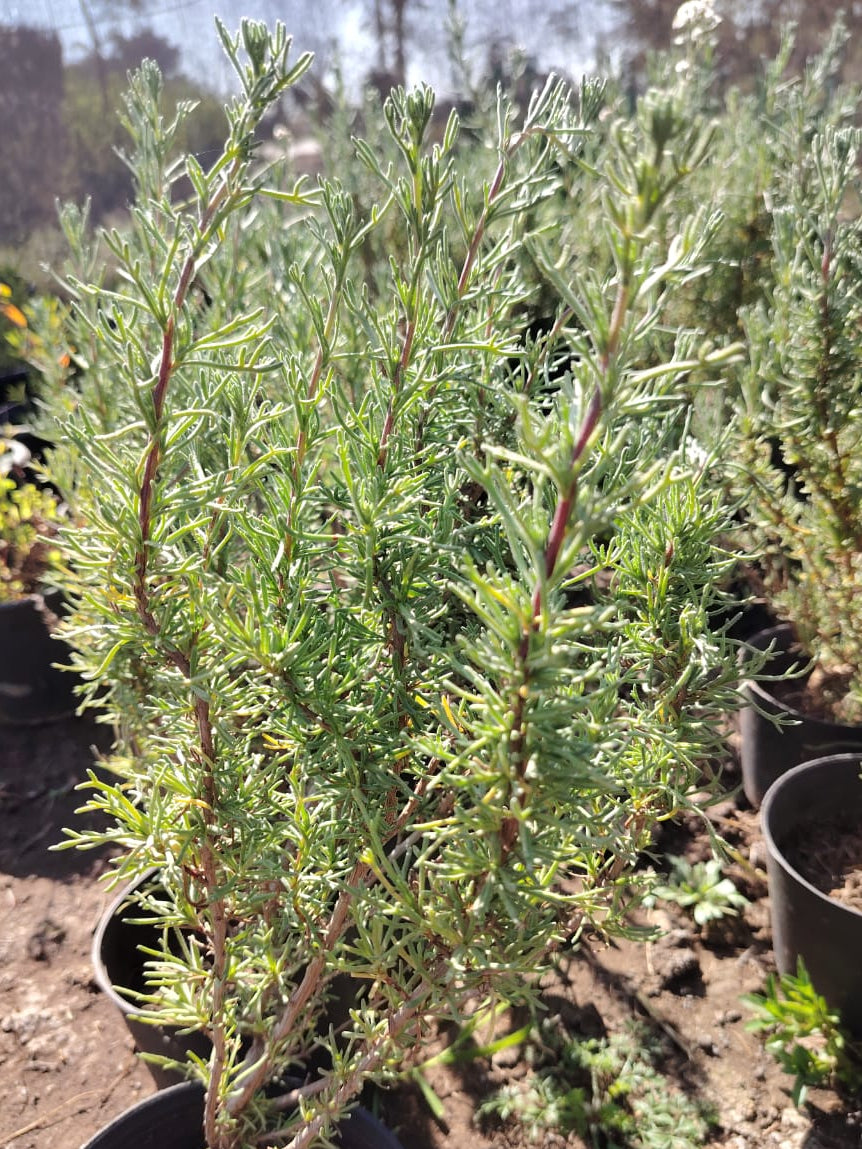 Thyme (زعتر)