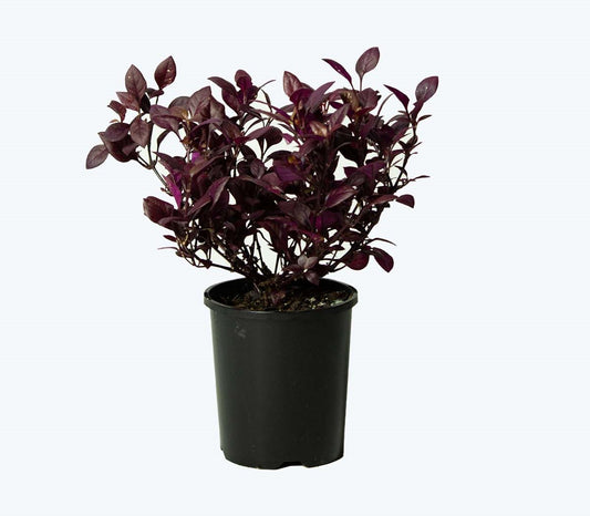 Alternanthera (الانتيرا)