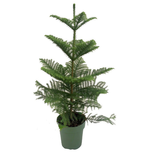Araucaria (شجرة عيد الميلاد)