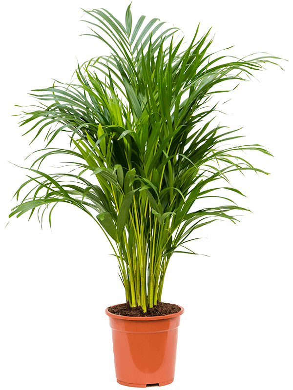 Areca Palm (أريكا صفراء)