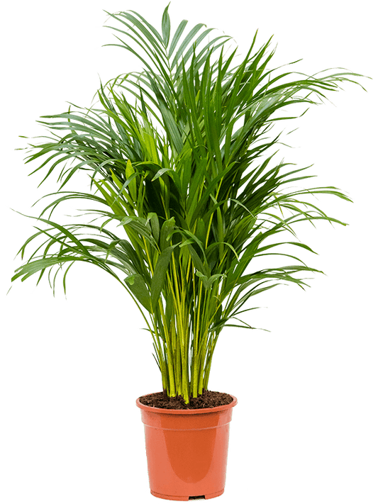 Areca Palm (أريكا صفراء)