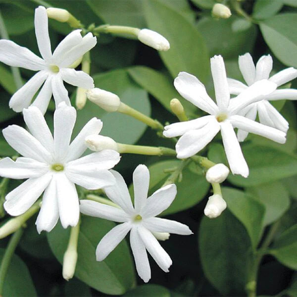 Jasminum azoricum ياسمين إسطنبولي