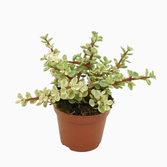 Portulacaria afra (صبار دمعة الطفل)