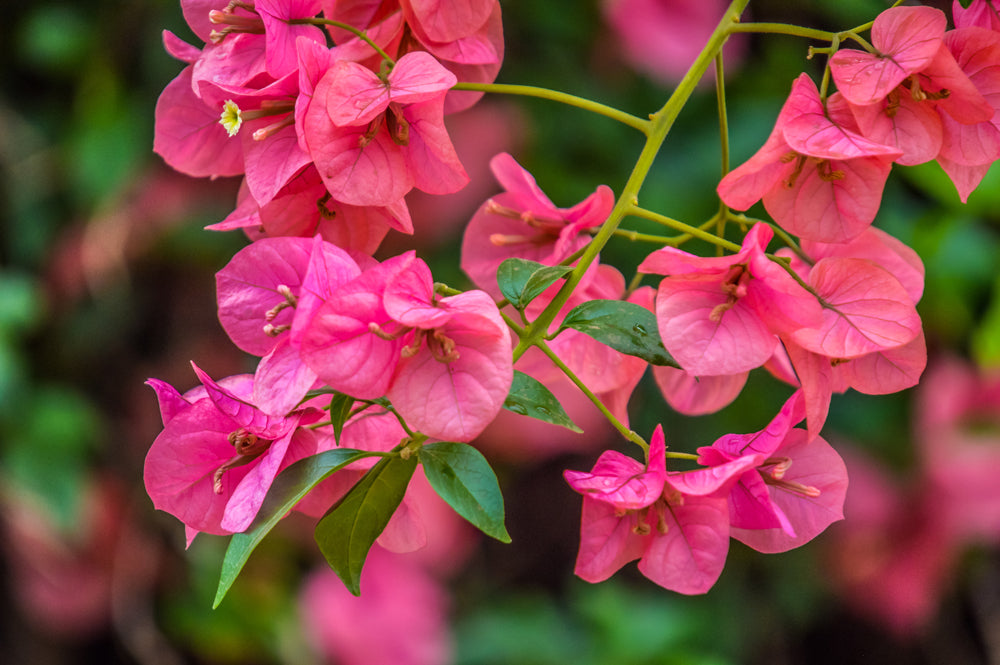 Bougainvillea Glabra (جهنمية جلابرا)