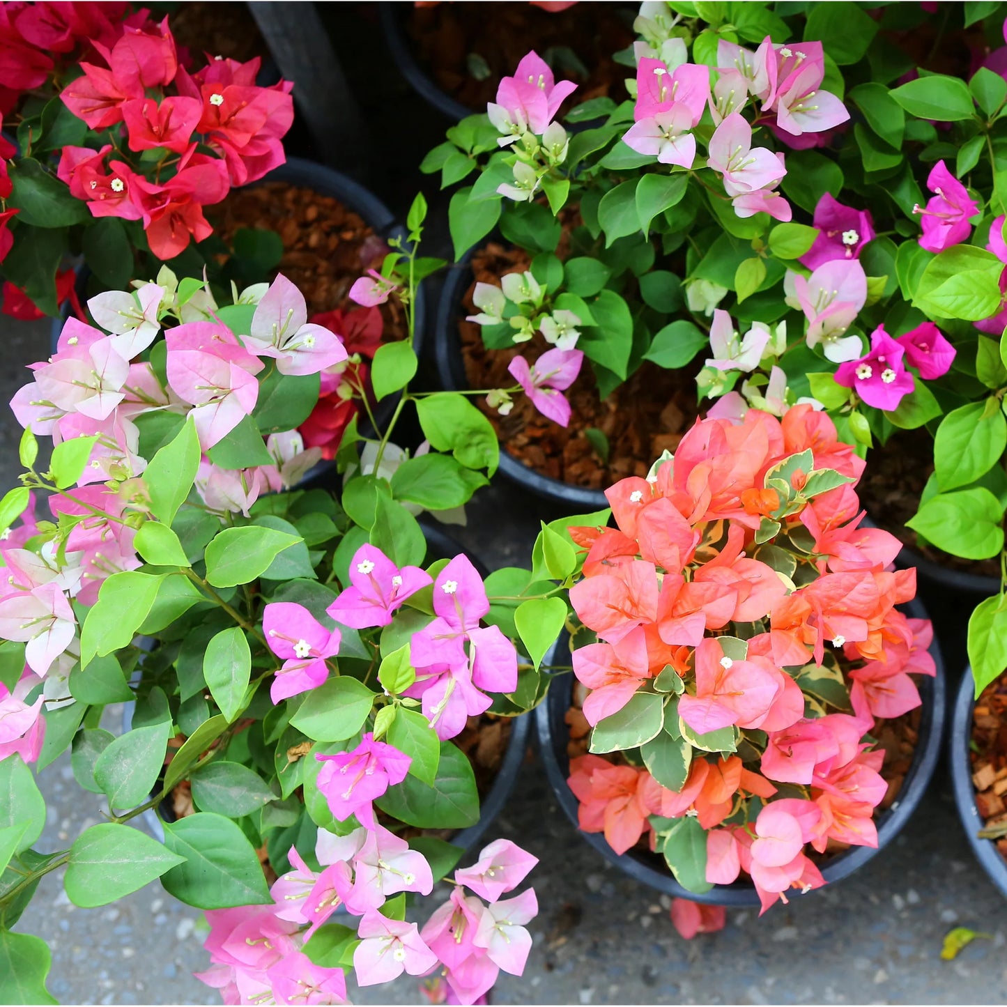 Bougainvillea Glabra (جهنمية جلابرا)