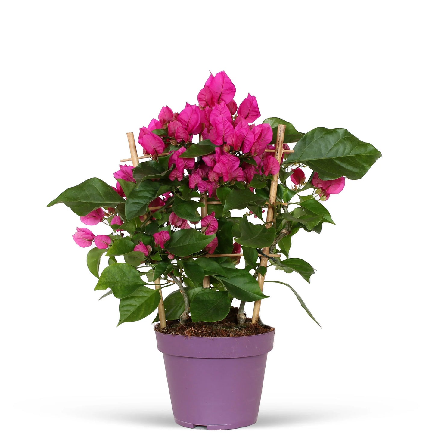 Bougainvillea Glabra (جهنمية جلابرا)