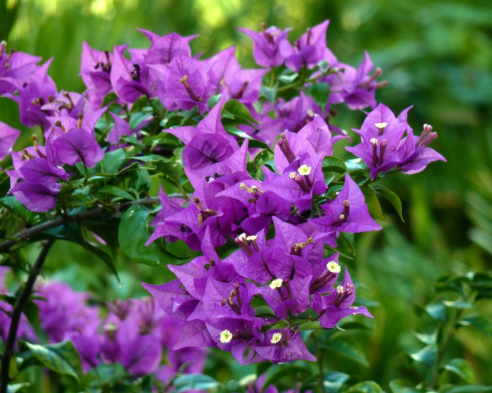 Bougainvillea Glabra (جهنمية جلابرا)