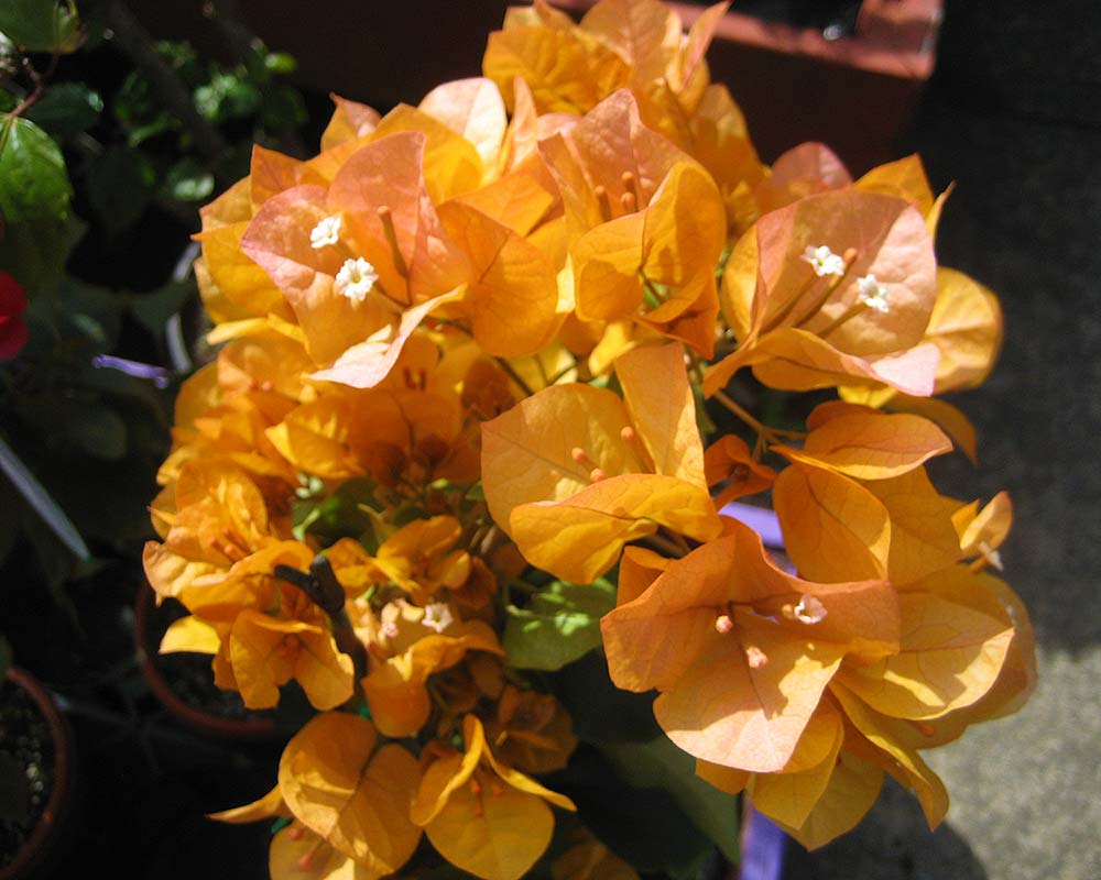 Bougainvillea Glabra (جهنمية جلابرا)