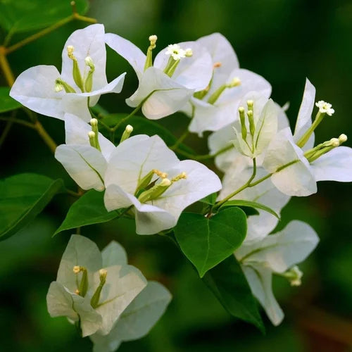 Bougainvillea Glabra (جهنمية جلابرا)