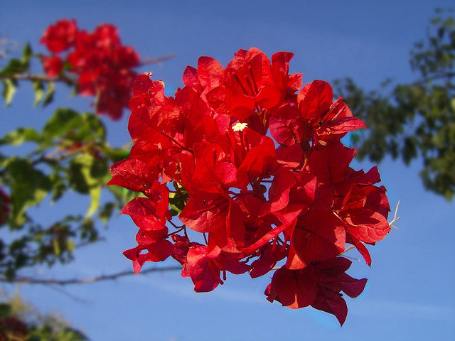 Bougainvillea Glabra (جهنمية جلابرا)