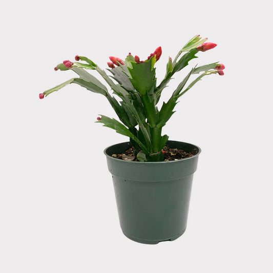 Christmas Cactus (صبار عيدالميلاد)