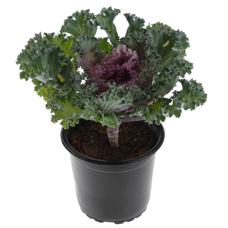 Ornamental Kale (كرنب زينة)