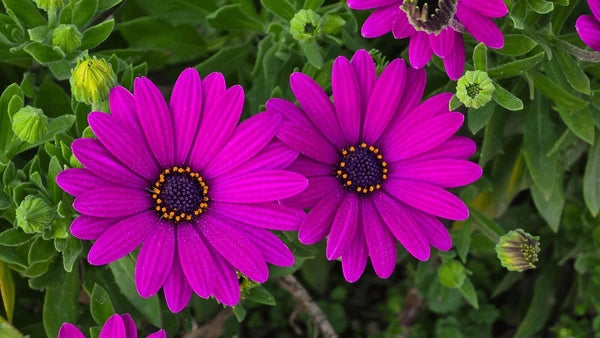 Dimorphotheca (ديمورفوتيكا)