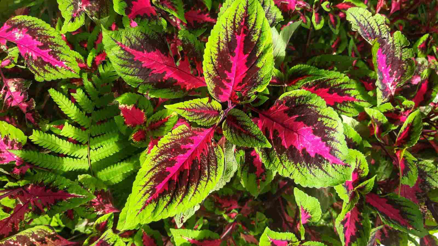 Coleus (كاليوس)