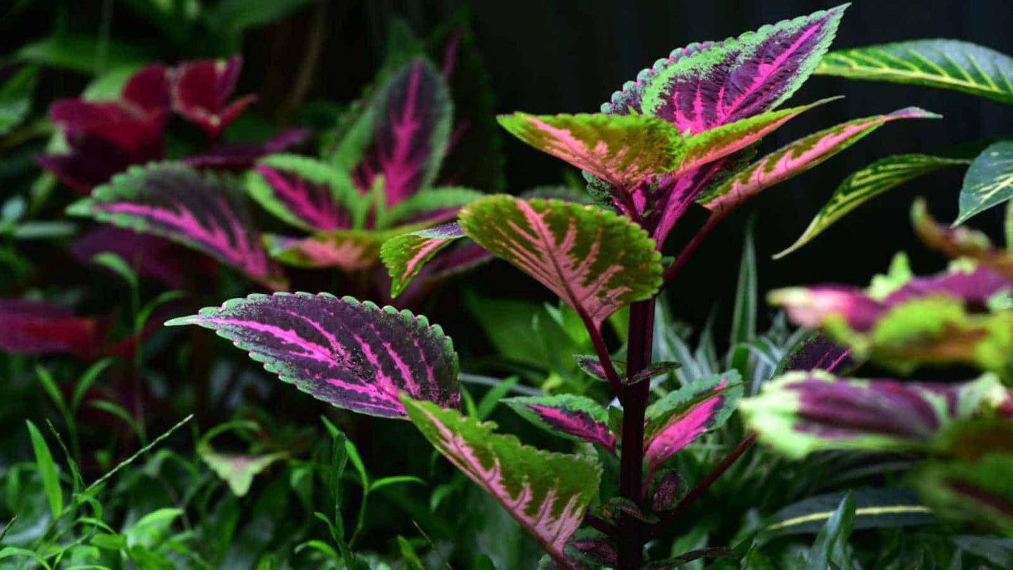 Coleus (كاليوس)