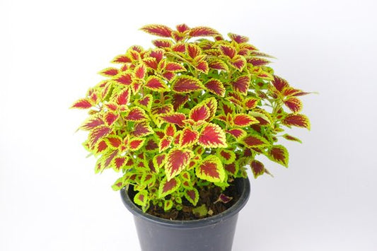 Coleus (كاليوس)