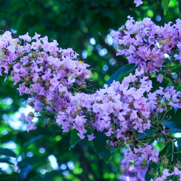 Crepe-myrtle Tree (تمر حنة)