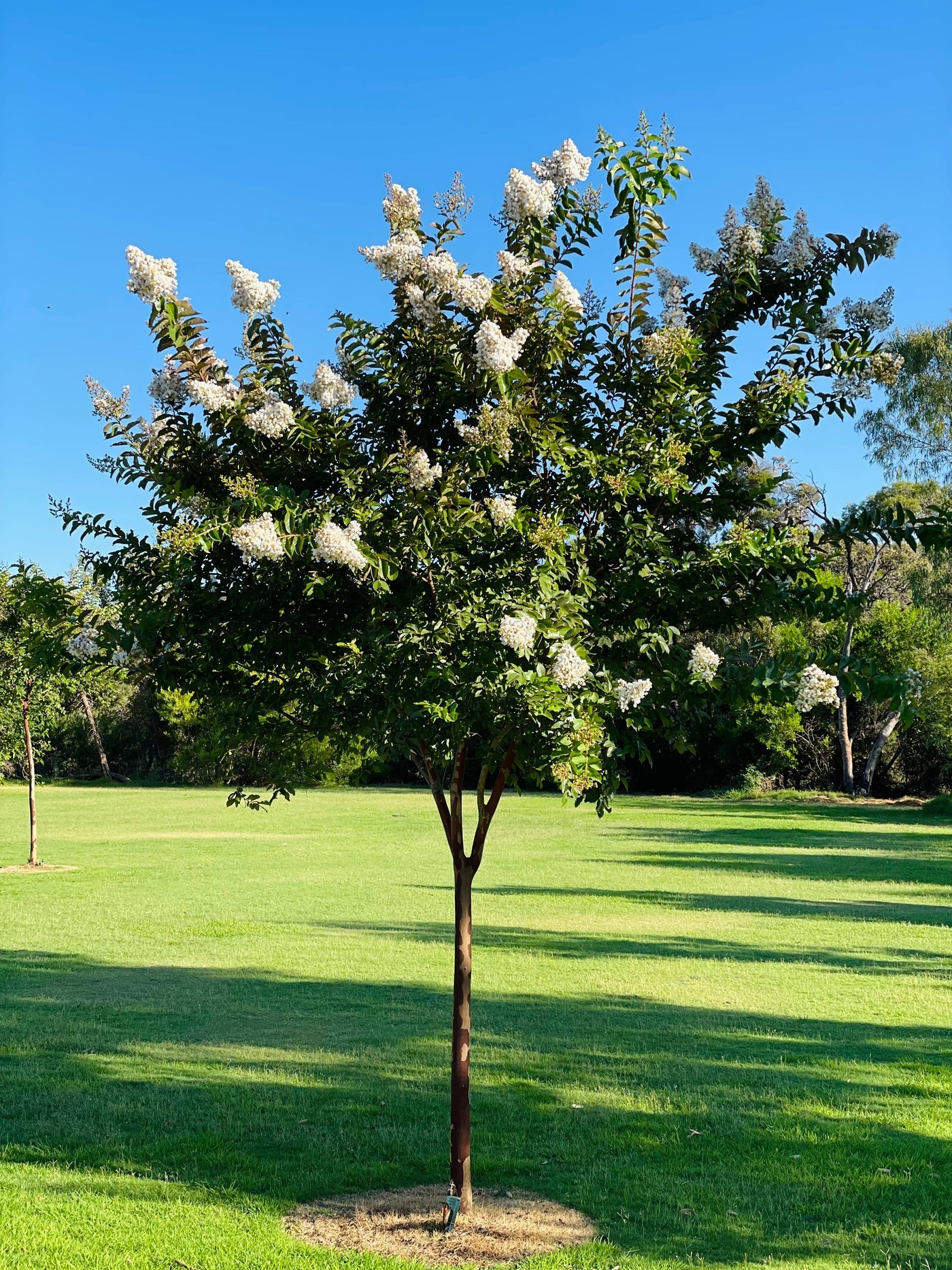 Crepe-myrtle Tree (تمر حنة)