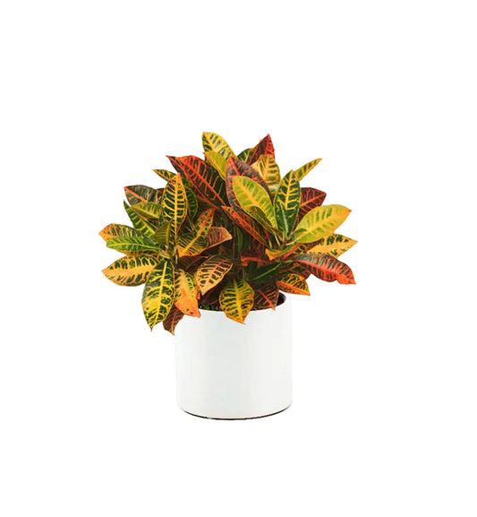 Croton (كروتون اوربي)