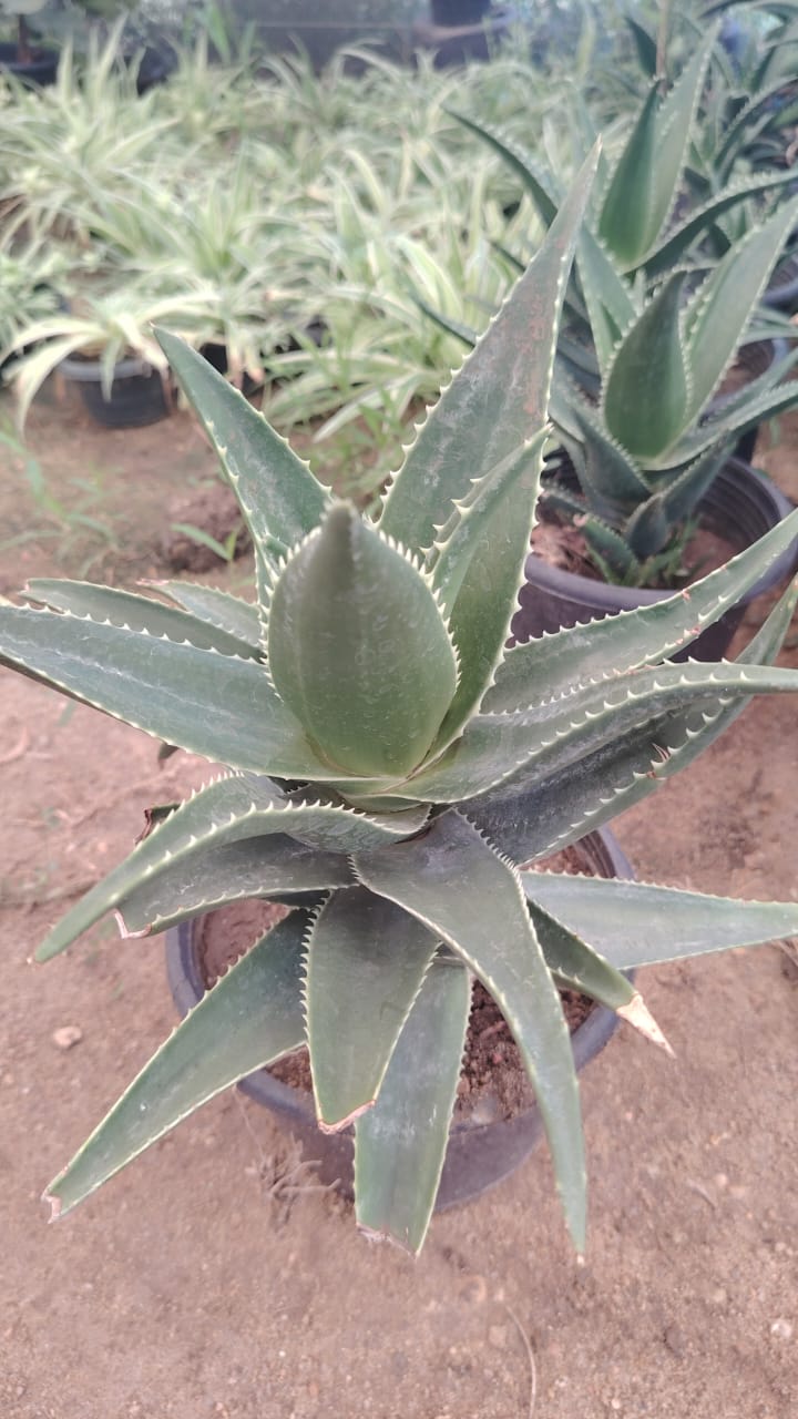 Aloe × delaetii الصبار الهجين