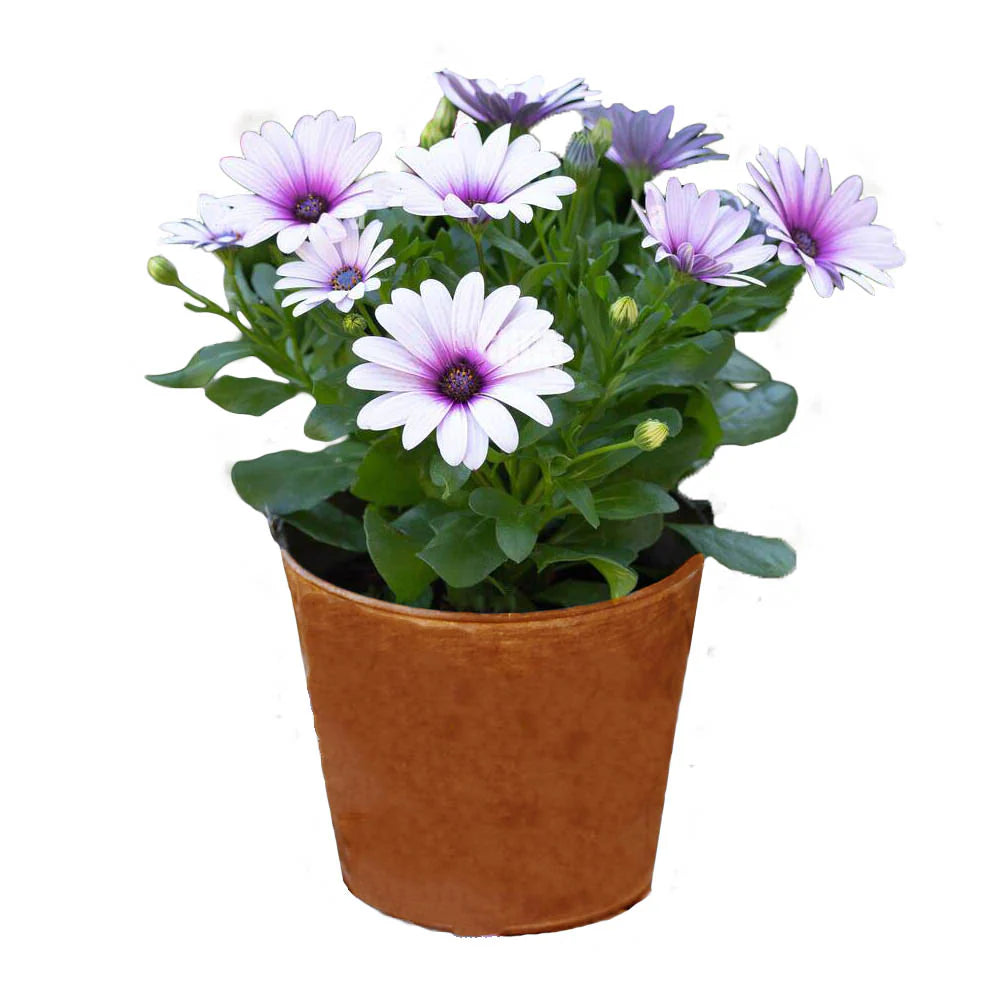 Dimorphotheca (ديمورفوتيكا)