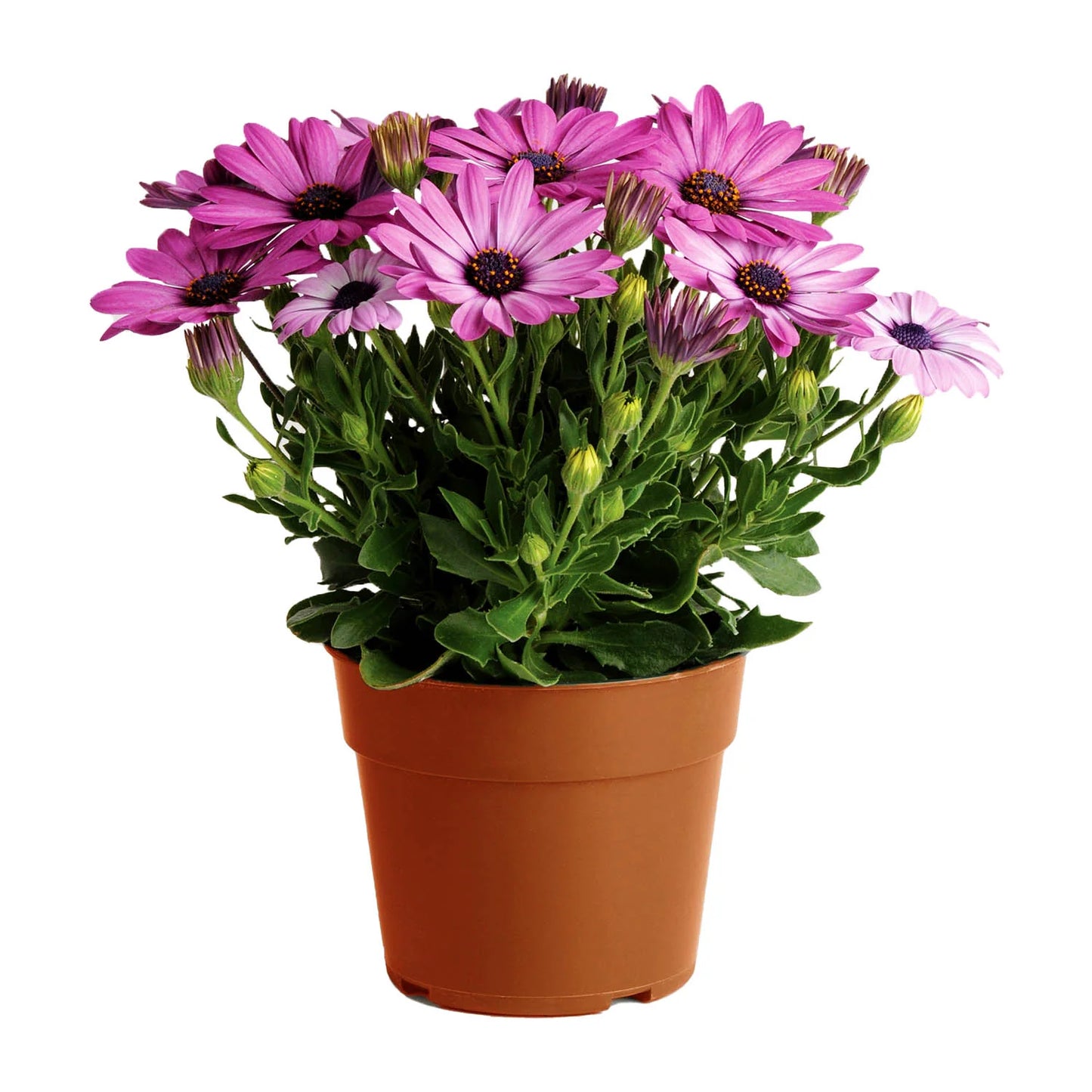 Dimorphotheca (ديمورفوتيكا)