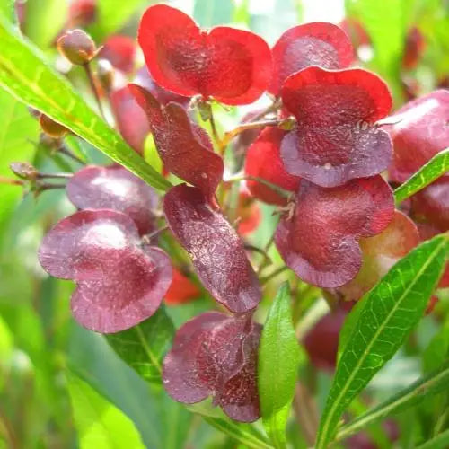 Dodonaea (ديدونيا)