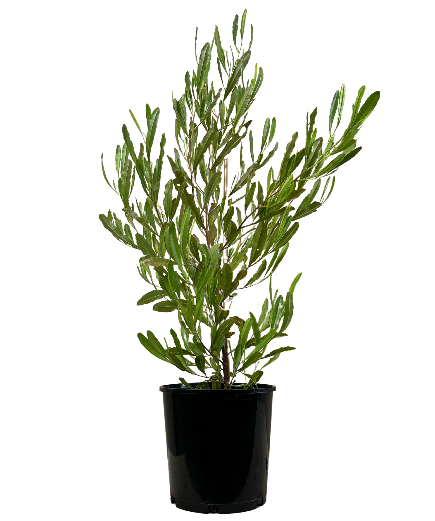 Dodonaea (ديدونيا)