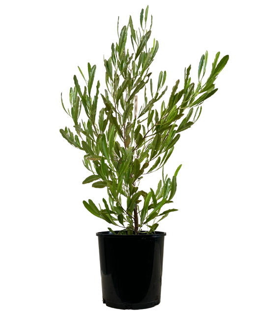 Dodonaea (ديدونيا)