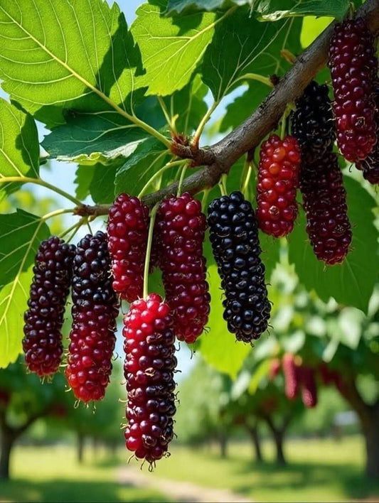 Morus alba (توت عماني)