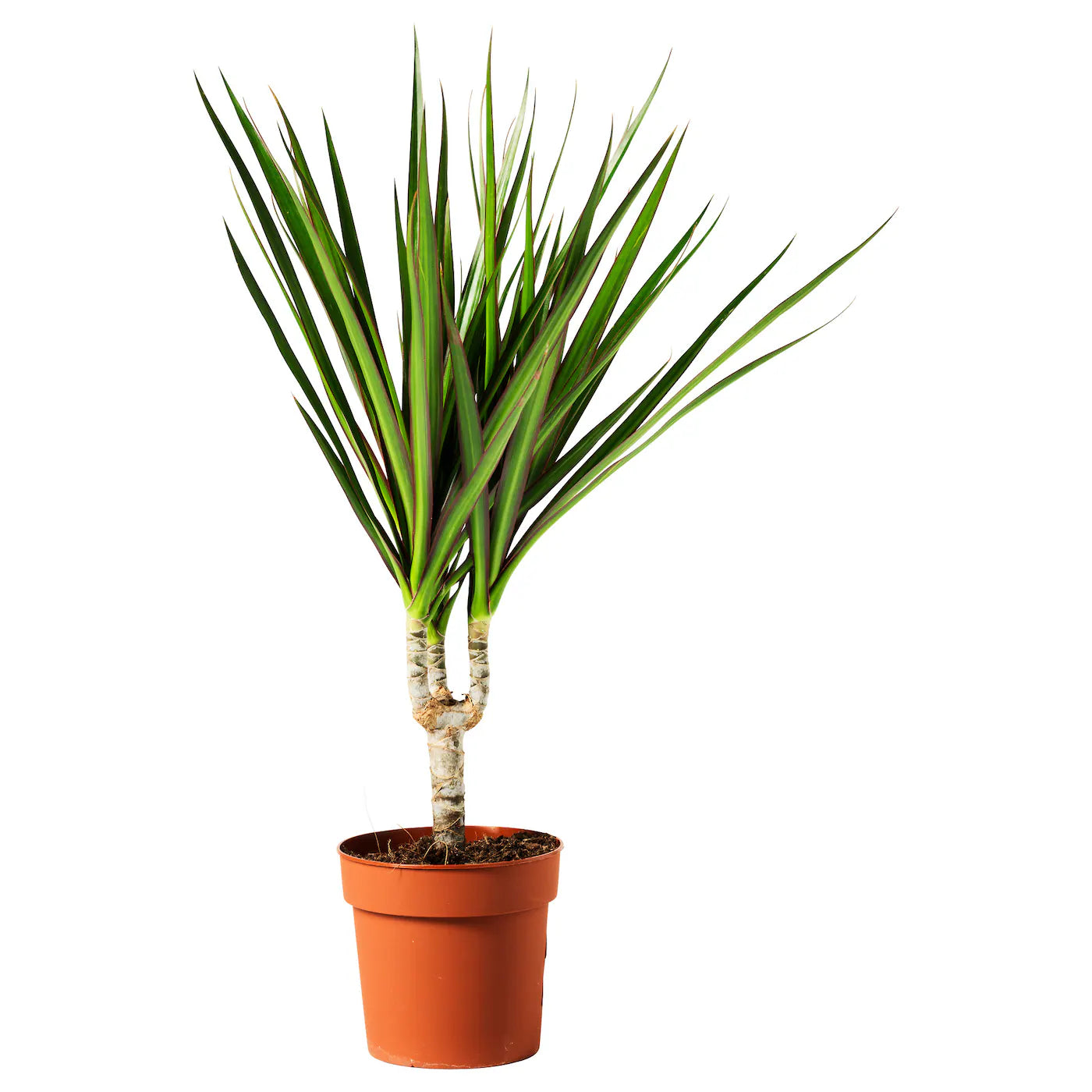 Dracaena Marginata (دراسينا مارجيناتا)